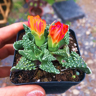 多肉植物怒涛番杏科趣味丑萌创意绿植新手好养花卉盆栽