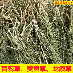 百蕊草 青龙草 百乳草小草细须草 麦黄草 天然 野生500克包邮