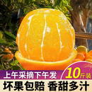 现摘现发原生态水果 高山脐橙子带箱10斤装 粉丝专享