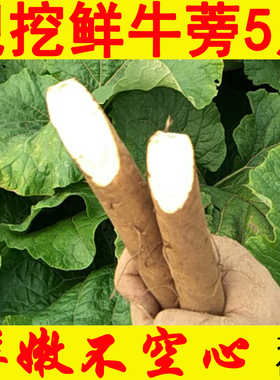 牛蒡根新鲜5斤兰陵现挖2026苍山农产正品野生黄金牛榜旁膀磅茶片