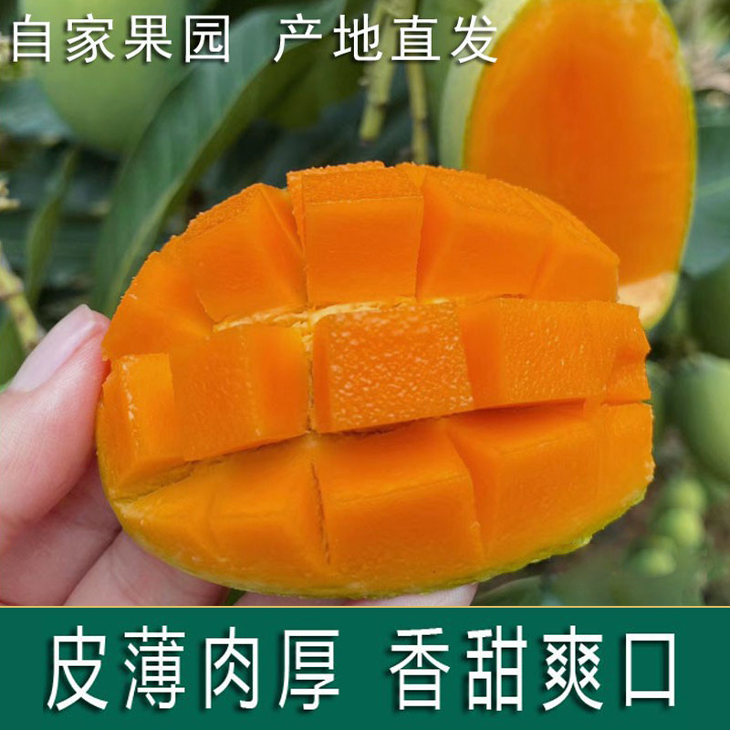 云南鸡蛋芒绿皮椰香芒当季新鲜水果芒果椰香芒果新的鸡蛋芒10斤