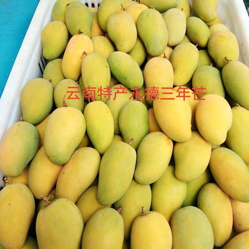 云南特产永德芒果三年芒当季新鲜水果老品种芒果现摘现发5斤9斤