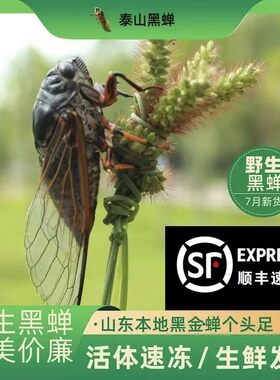 2026年新鲜黑蝉黑知了猴活体速冻猴知了龟结了龟黑知了猴子知了