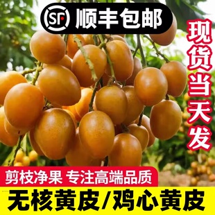 【顺丰冷链】广东鸡心黄皮无核果新鲜水果酸甜孕妇郁南籽当季现摘