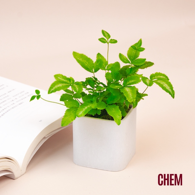 银线蕨植物盒子桌面迷你绿植