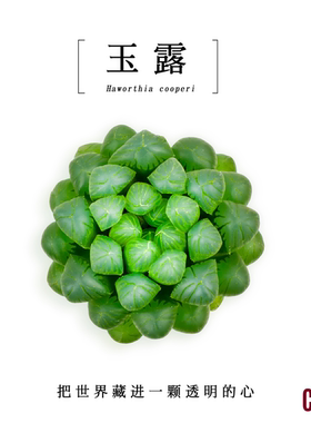 CHEM植物多肉办公室绿植桌面内微小盆栽好养活动礼品定制带盆栽好