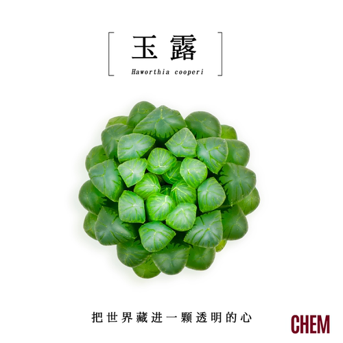 多肉植物办公室绿植桌面微小盆栽