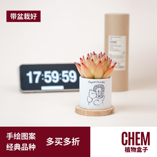 CHEM植物盒子多肉植物组合办公室桌面室内盆栽小摆件多肉带盆栽好