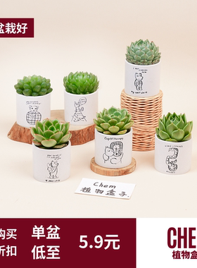 CHEM植物盒子桌面好养室内植物多肉带盆栽好儿童迷你小盆栽组合