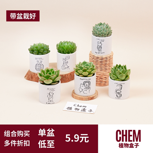 CHEM植物盒子桌面好养室内植物多肉带盆栽好儿童迷你小盆栽组合