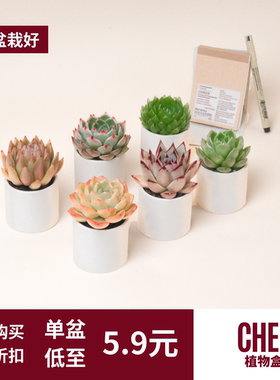 CHEM植物盒子桌面室内植物多肉带盆栽好迷你办公室小盆栽定制礼品