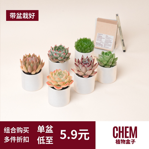 室内植物多肉盆栽节日活动小礼品