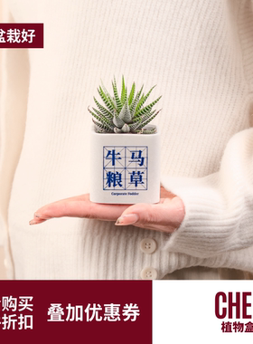 CHEM植物盒子玉露多肉植物办公室桌面室内盆栽小摆件组合带盆栽好