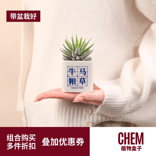 CHEM植物盒子玉露多肉植物办公室桌面室内盆栽小摆件组合带盆栽好