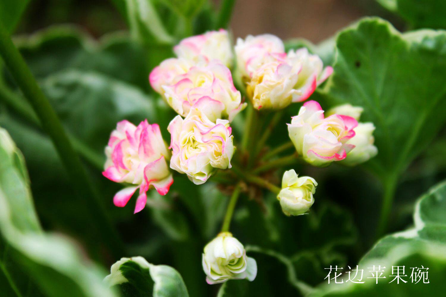 直立重瓣天竺葵花边叶苹果碗壮苗