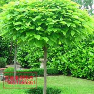 梓树苗名贵珍稀树苗北方种植青铜苗梧桐树苗梓树南方种植