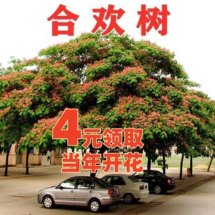 合欢树苗芙蓉树苗绒花树银叶金合欢花树苗树木庭院南北方种植盆栽