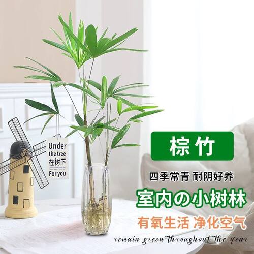 水培金山招财棕竹懒人盆栽室内植物花卉好养客厅绿植富贵竹办公室