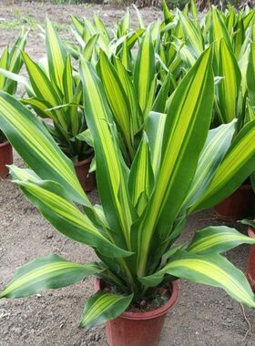 金心也门铁巴西铁巴西木龙须树绿植室内花卉观叶植物盆栽发财树