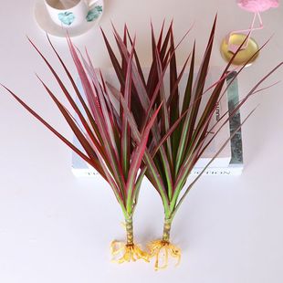 网红水培七彩铁五彩千年木水养好养绿植室内桌摆四季常青水生花卉