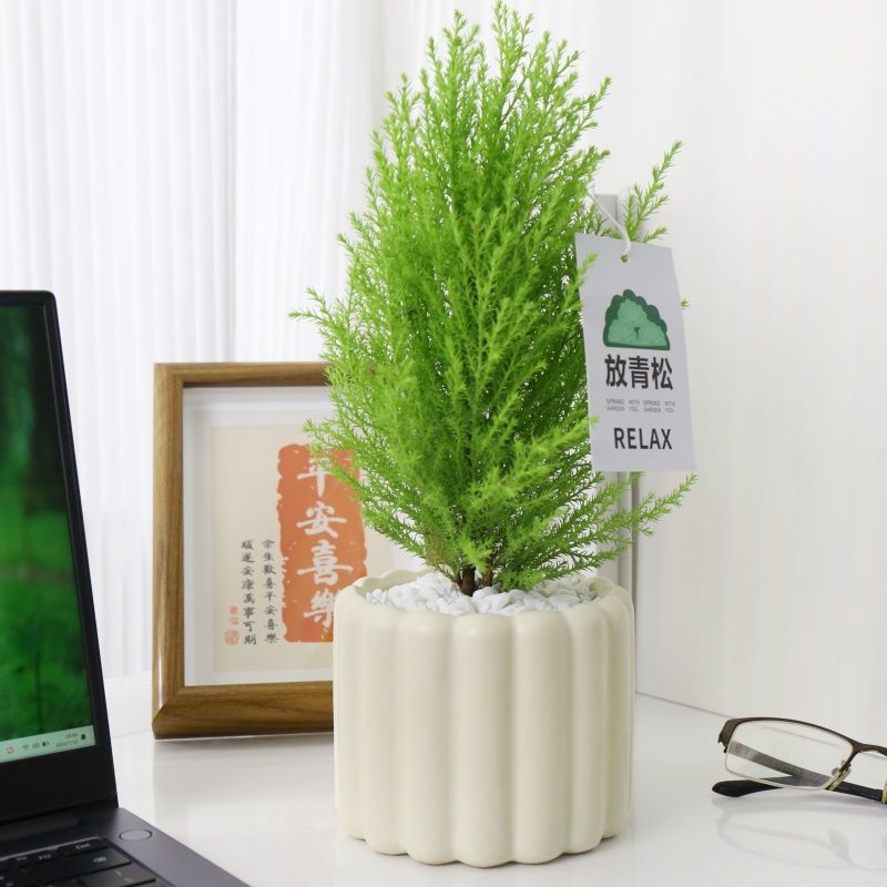 小香松办公室内桌面绿植放青松圣诞松懒人好养活盆栽情绪稳定植物