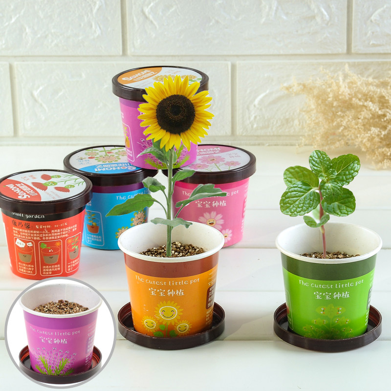 Green flowers and plants Potted plant Decoration originality baby plant Office desktop Mini Green plant Potted plantin the Flower delivery/Flowers simulation/Plants gardening , Flowers/Potted plants (New) , Plants  category - from Buy2taobao.com to provide professional Taobao agent buy service