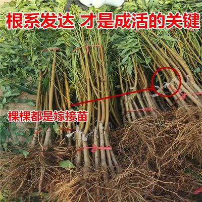 特晚熟冬桃果苗青州蜜桃树苗嫁接冬雪蜜桃苗脆甜桃子南方北方种植
