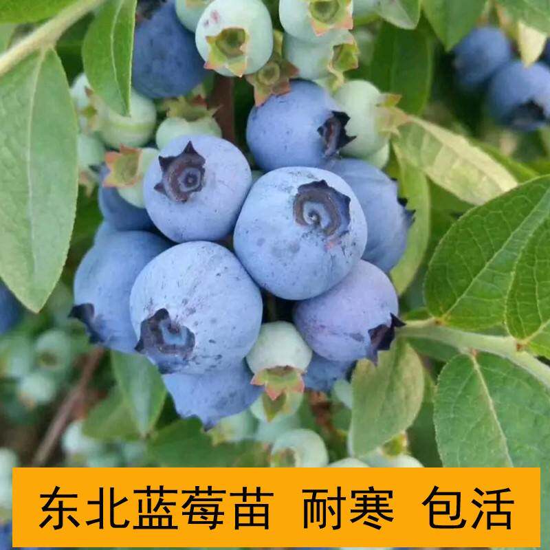 蓝莓苗东北耐寒蓝莓蓝莓北陆蓝莓易成活水果苗树苗地栽北方水果苗