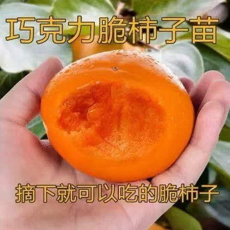 嫁接日本和歌山黑糖柿子树苗脆甜巧克力黑柿子苗庭院盆地栽果树苗