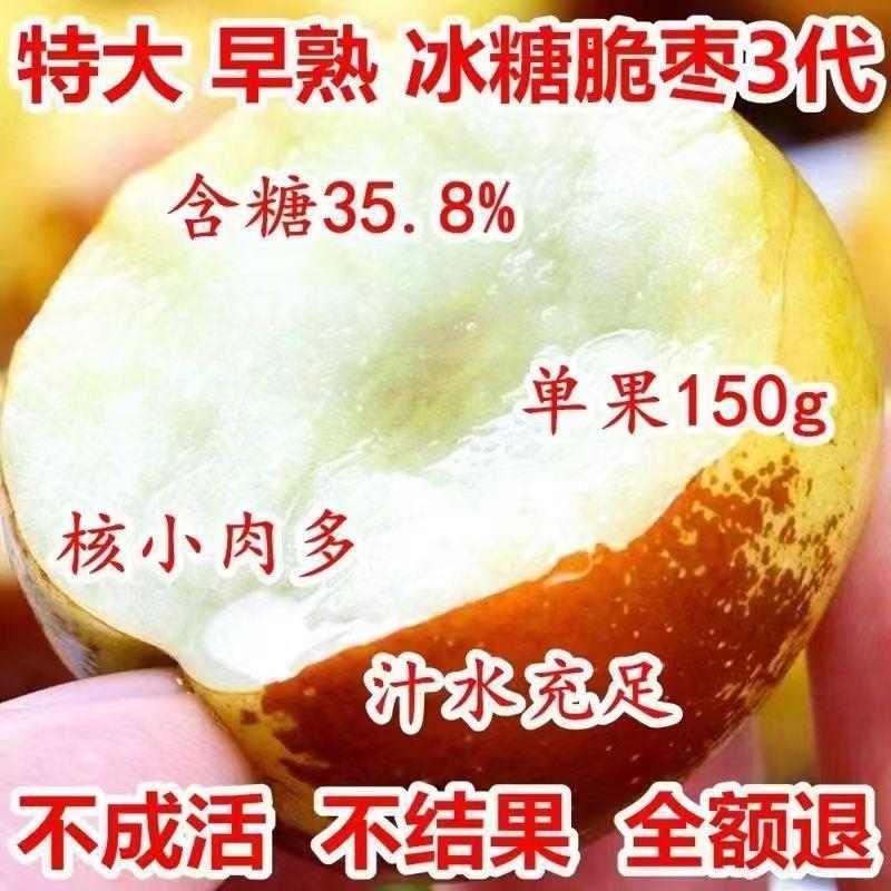 三代特大冰糖脆枣树苗新品