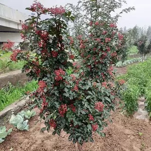 种狮子头花椒树苗正宗花椒苗南北方种植果树当年果花椒树苗