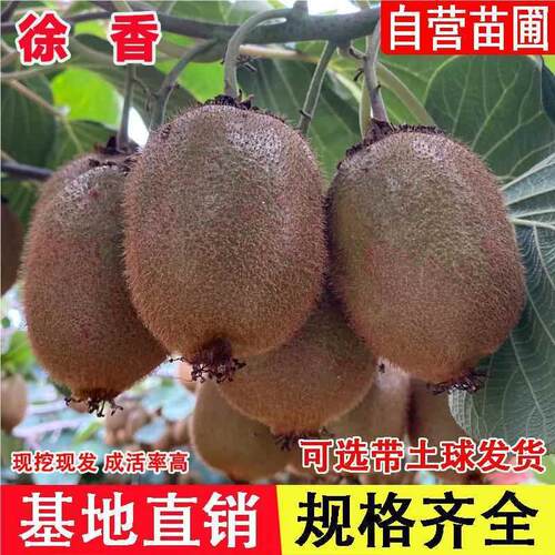 嫁接徐香猕猴桃苗绿心奇异