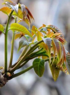 绿油香椿苗食用南北方种植盆栽地栽好养易活好吃红色绿色香椿树苗