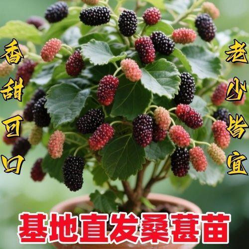 桑葚苗四季盆栽室内外桑树苗带果庭院阳台种植果树当年结果