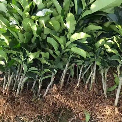 香橼树苗香橼苗香泡树柚子苗南北方种植盆栽地栽果树苗当年结果