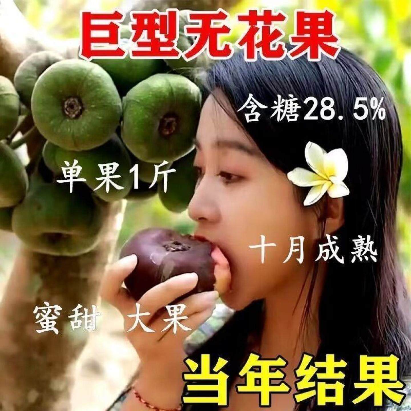 正宗特大无花果树苗新品种超甜大果南方北方种植耐寒盆栽地载当年