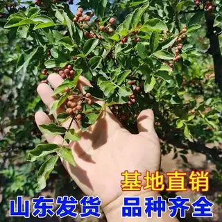 藤椒树苗花麻盆栽地庭院种