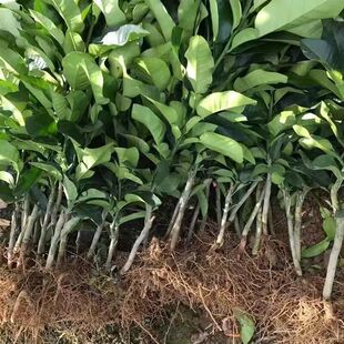 红心柚子树苗嫁接马家文旦盆栽葡萄果树庭院南北方四季水果苗樱桃