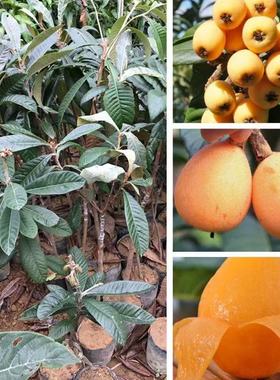 正宗枇嫁接大五星枇杷苗  盆栽地栽庭院南北种植