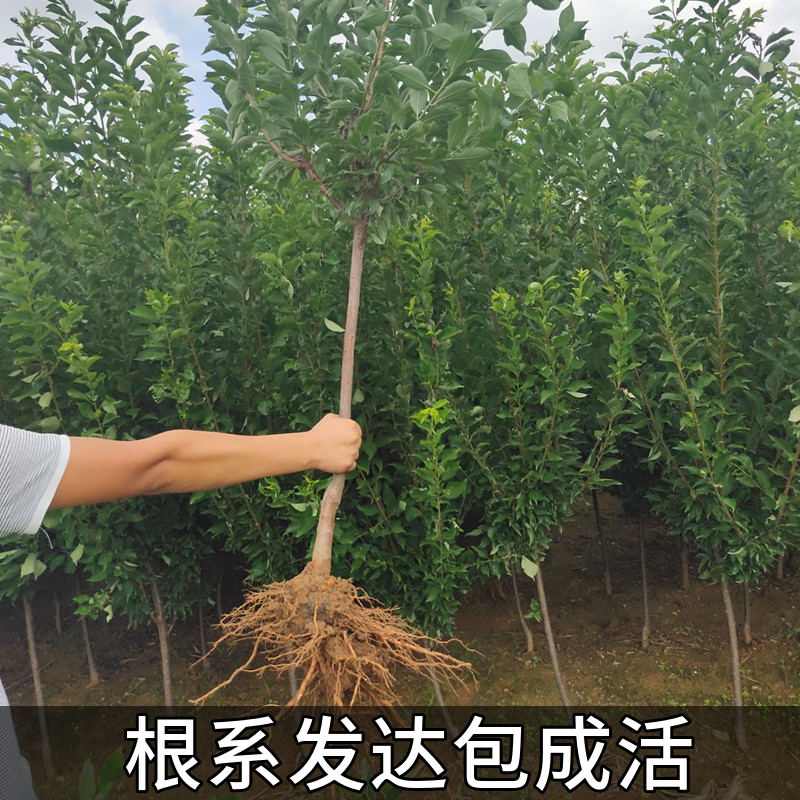 梨树苗早酥红彩虹子果南北