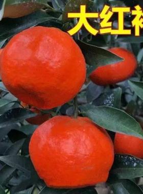 万州红桔子苗正宗嫁接优质果树苗红皮橘子苗盆栽地栽四季种植皮薄