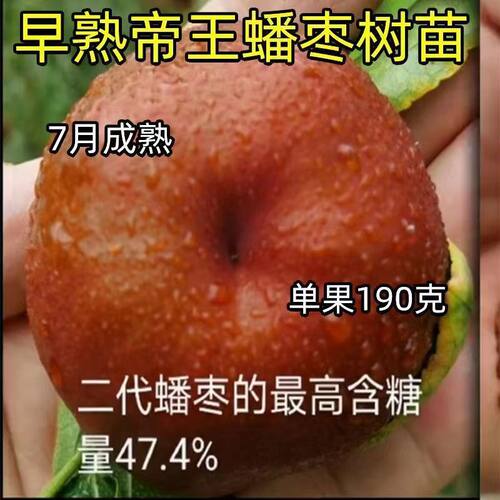 新款帝王蟠枣苗嫁接枣树