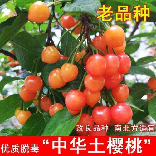 中国土樱桃树苗老品种红色