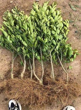 正宗鸡尾葡萄柚树苗南北方庭院地栽大苗嫁接柚子树苗盆栽种植当年