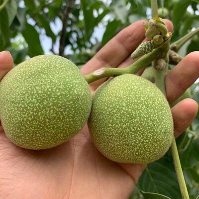 特大8518薄皮核桃苗薄皮核桃树苗地栽当年结果纸皮核桃南北方种植