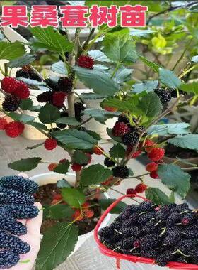 桑葚树苗盆栽白长果桑椹叶蓝莓树南北方四季树莓苗水果树果苗大全