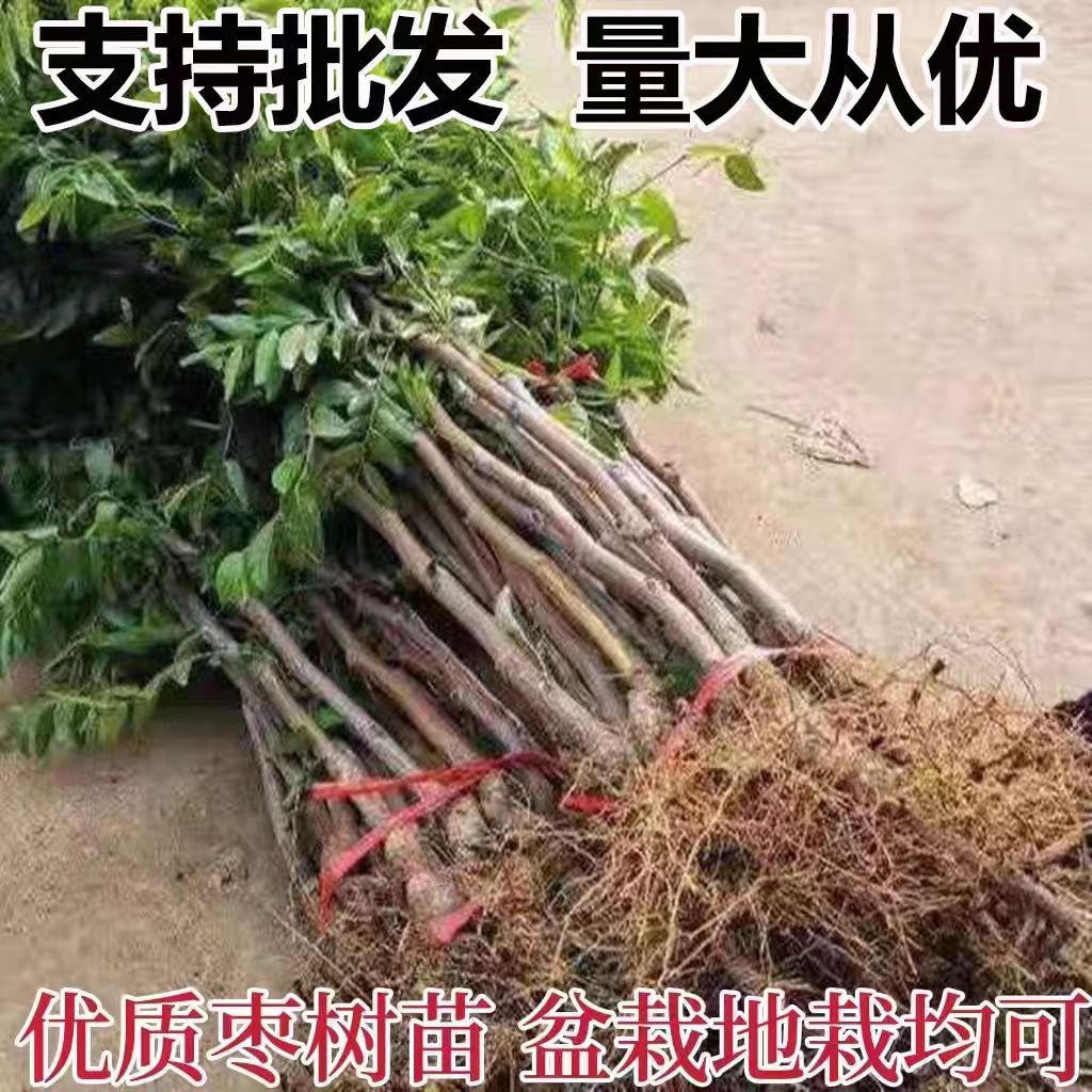 特大甜枣树苗蜂蜜罐枣苗细脆味甜大糖枣子苗嫁接枣树苗当年结果苗