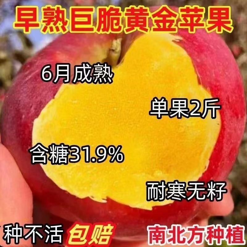 新品种特大红太阳苹果树苗红富士苹果苗盆栽地栽南北种植当年结果