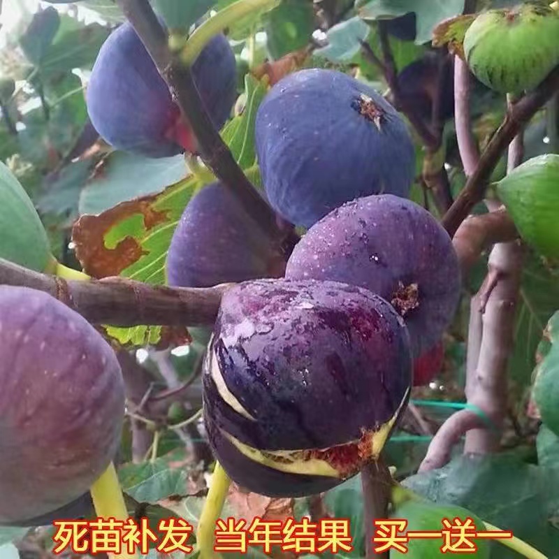 日本紫果无花苗南北方庭院