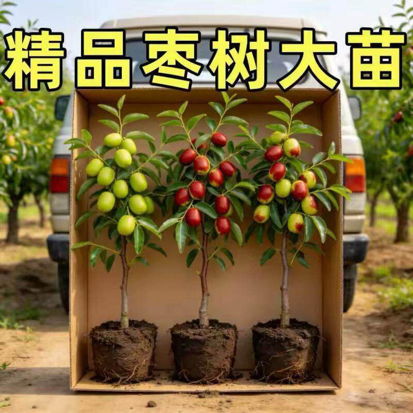 脆枣树苗超甜冰糖大枣苗嫁接南北方种地栽盆栽果树苗当年枣子树苗